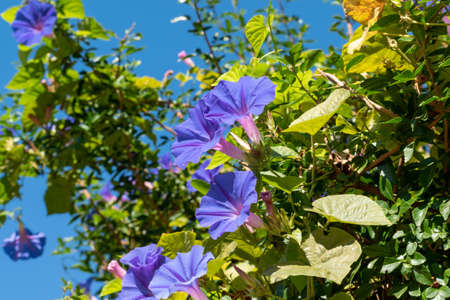 Wildflowers in Uruguay National Park
