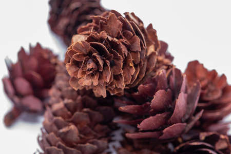 Warm ornaments with pineapples and seeds for a Christmas table or for a warm decorationの写真素材
