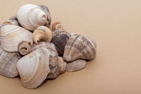 ornaments for a holiday table with snails, seashells and small stones