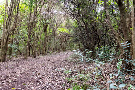 walking through the indigenous mountain, walking and excellent exercise in natureの写真素材