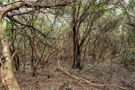 walking through the indigenous mountain, walking and excellent exercise in natureの写真素材