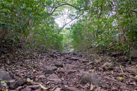 walking through the indigenous mountain, walking and excellent exercise in natureの写真素材