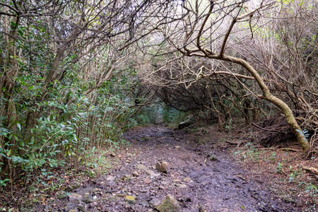 walking through the indigenous mountain, walking and excellent exercise in natureの写真素材