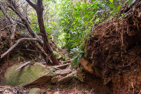 walking through the indigenous mountain, walking and excellent exercise in nature