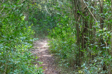 walking through the indigenous mountain, walking and excellent exercise in natureの写真素材