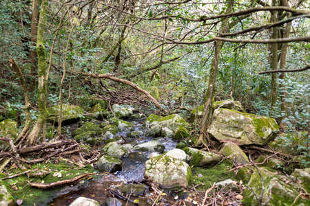walking through the indigenous mountain, walking and excellent exercise in natureの写真素材