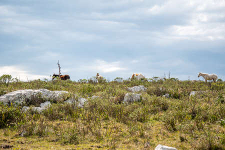 hills and vegetation in the mountains in southern Uruguayの写真素材