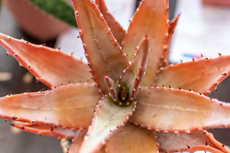 beautiful cacti and succulents with flowers and plants in the foreground and macro photographyの写真素材