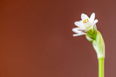 beautiful flowers and plants in the foreground with different colorsの写真素材
