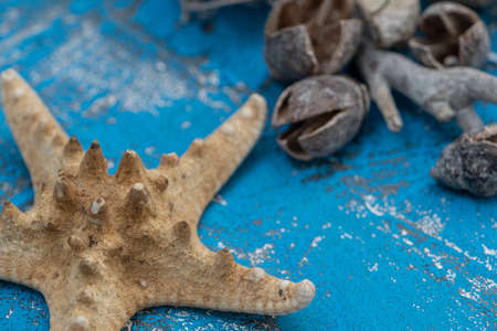 still life, summer ornaments with ocean elements in light blue old woodの写真素材