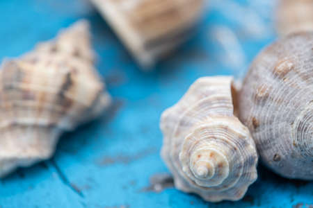 still life, summer ornaments with ocean elements in light blue old wood