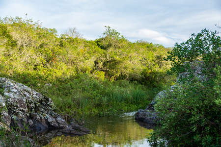 Natural park for hiking trips in indigenous vegetation of South America in Uruguayの写真素材