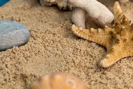 sea snails in sand next to other elements and starfish