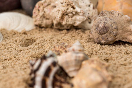 sea snails in sand next to other elements and starfish