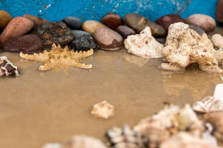 sea snails in sand next to other elements and starfish