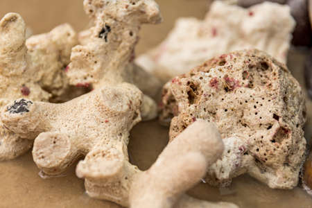 sea snails in sand next to other elements and starfishの写真素材