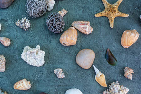 Starfish next to snails and rocks on rustic wood for ornament or background