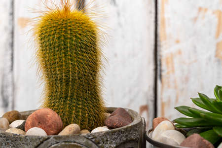 prickly pears and succulents in small decorative pots next to round stonesの写真素材
