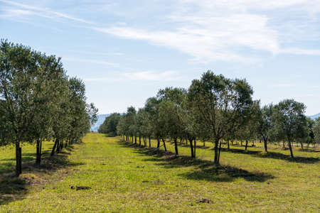many olive trees in mountain plantations east in Uruguay for pure oilの写真素材