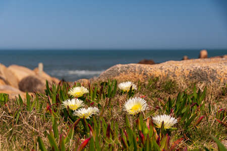 beautiful landscape in oceanic coast of cabo polonio nature reserve for vacationsの写真素材