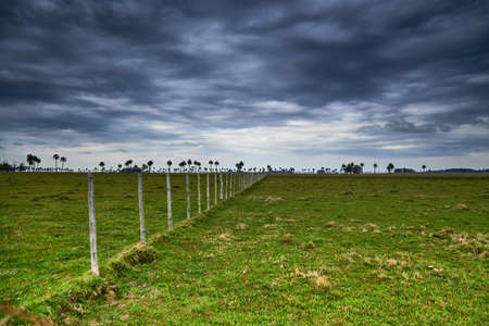 green field for agriculture with near limitation and trees in the distance