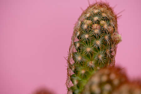 cactus and succulents to decorate the house and garden in a natural and fresh wayの写真素材