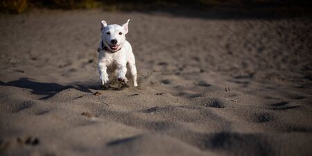 Happy dog playing on the beachの写真素材