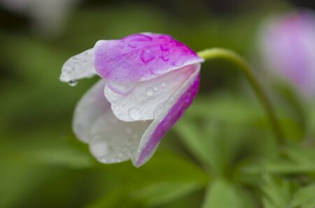 Windflower with white and lilac petals closeup, macro.の写真素材