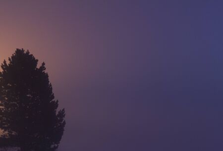 Tree without the leaves standing in the fog, dark evening, with the moon shiningの写真素材