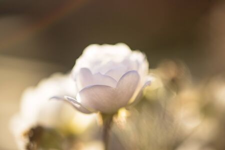Closeup, macro photo of a blooming wild, white rose at sunset in the summer.の写真素材