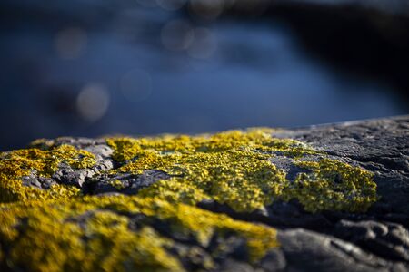 CloseUp photo Stones and Rocks on a seashore covered with yellow moss with blue sea backgroundの写真素材