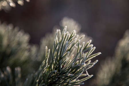 Beautiful Pine needles covered in icy frost. Macros shot with blurred background, colorful, lit by morning sun.の写真素材