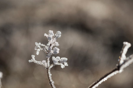Tree branch covered in a beautiful frost lit by sun, blurred colorful background.の写真素材