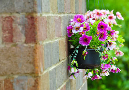 pink and purple flower の写真素材