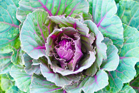 fresh vegetableの写真素材