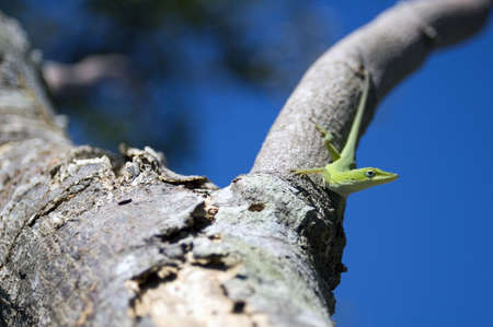 green lizard sittingon tree - shallow depth of fieldの写真素材