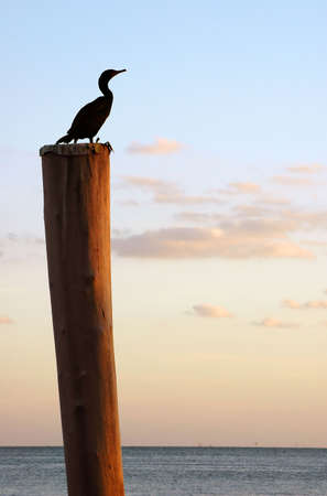 Bird on pole - bird sitting on wooden pole relaxing at sunsetの写真素材