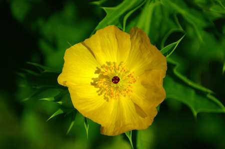 Yellow Flower in the back yard.の写真素材
