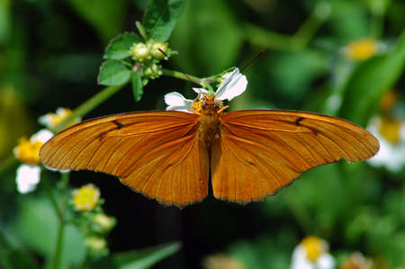 Julia Heliconian - (Dryas julia)の写真素材