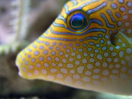 Tropical Fish - closeup of the fron of a tropical fish