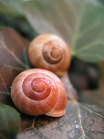 Snail Couple - couple of snails on some leavesの写真素材