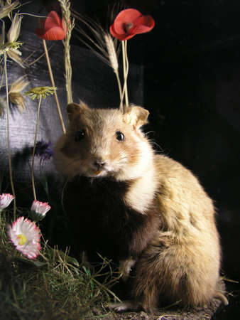 Hamster - having dinnerの写真素材