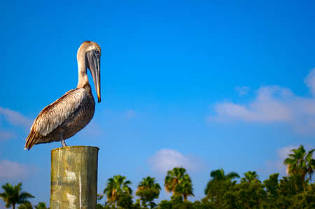 Pelican in Miami sitting on pole relaxingの写真素材