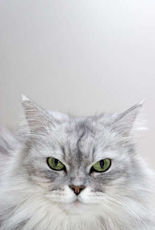 Persian Mix - persian, silver shaded mixed breed portraitの写真素材
