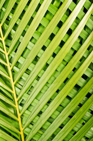 Reed palm leaves - Chamaedorea seifrizii