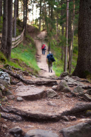 Two hikers walking on a mountain trail with big tree roots and rocks in the foreground.の写真素材