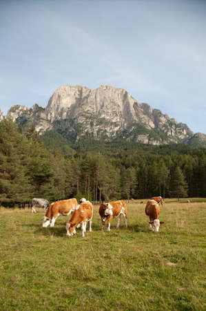 Young Simmentaler dairy cows on a pasture grazing fresh greens の写真素材