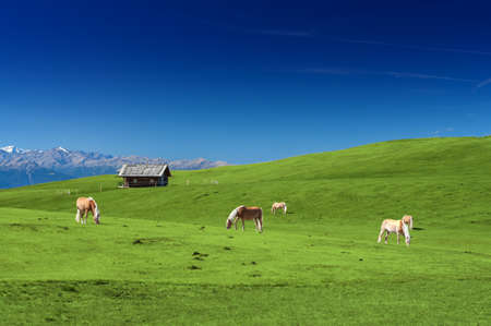 Horses grazing on a pasture on a sunny dayの写真素材