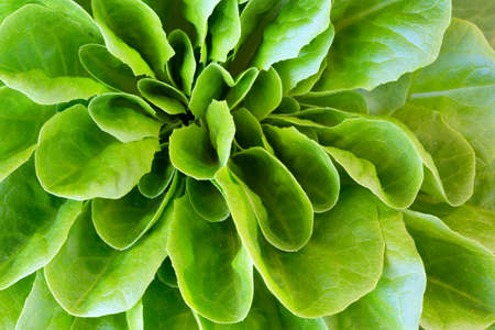 Macro view of a small home-grown head of lettuceの写真素材