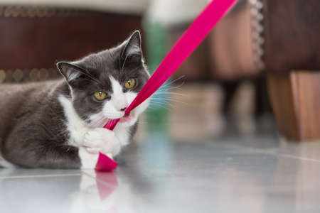 Playful domestic shorthair cat biting into a pink ribbonの写真素材
